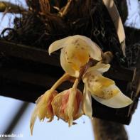 Orchideen Ausstellung in der Orangerie Elfenau 005.jpg